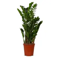 AH Zamioculcas zz plant m