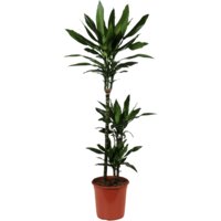 AH Dracaena janet lind drakenbloedboom l