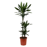 AH Dracaena janet lind drakenbloedboom l
