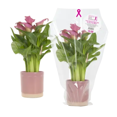 pdp-image-AH Calla in pot