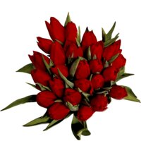 AH Megabos tulpen