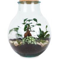 Een afbeelding van AH Terrarium boris l diy