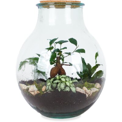 pdp-image-AH Terrarium boris l diy