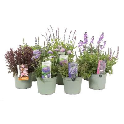 pdp-image-AH Vaste planten