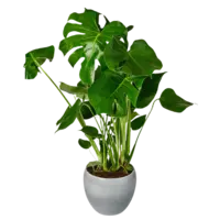 AH Monstera obliqua glas