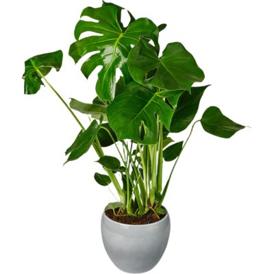 pdp-image-AH Monstera obliqua glas
