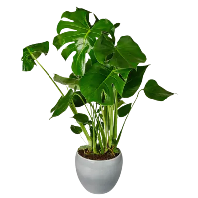 pdp-image-AH Monstera obliqua glas