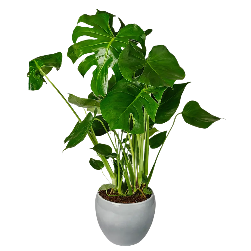 AH Monstera obliqua glas
