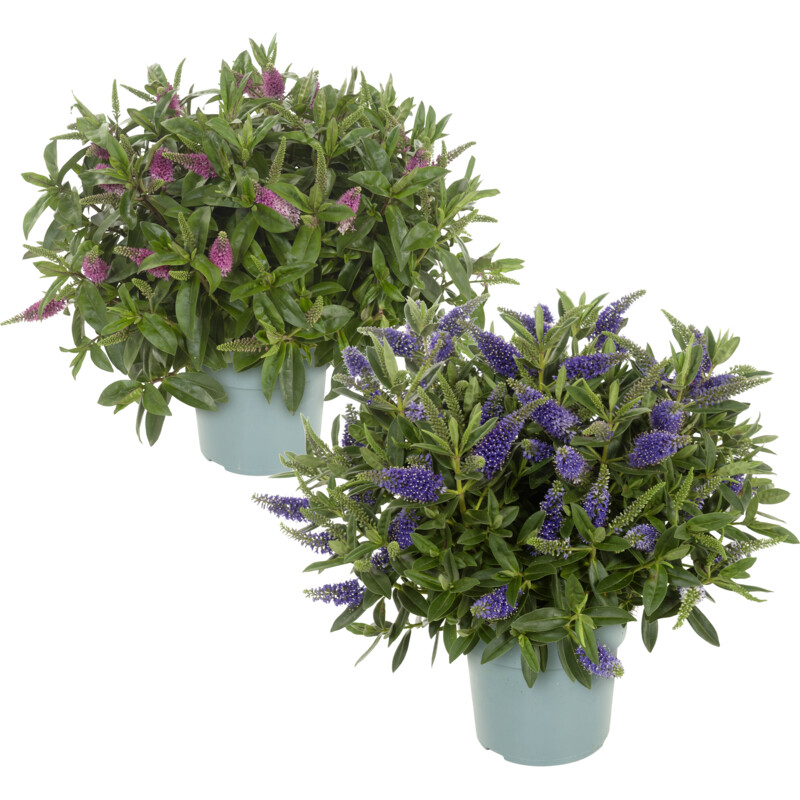 Een afbeelding van AH Hebe p17