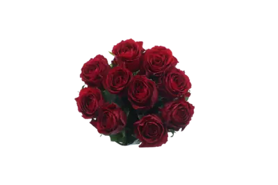 pdp-image-AH Roos rood