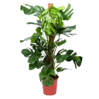 AH Monstera pertusum gatenplant l