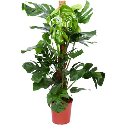 pdp-image-AH Monstera pertusum gatenplant l