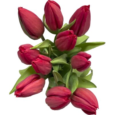 pdp-image-AH Tulp rood