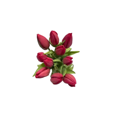 pdp-image-AH Tulp rood