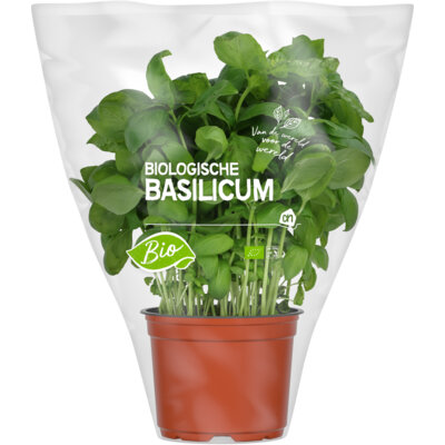 pdp-image-AH Biologisch Basilicum pot