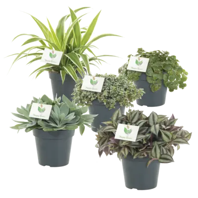 pdp-image-AH Groene plant p 12