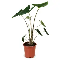 AH Alocasia zebrina 21 teelt