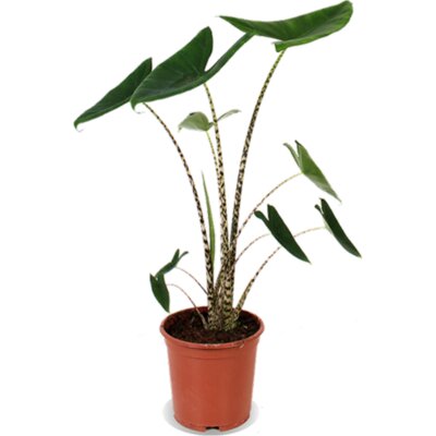 pdp-image-AH Alocasia zebrina 21 teelt