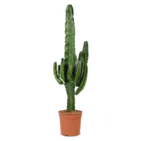 AH Euphorbia erytrea cowboycactus l