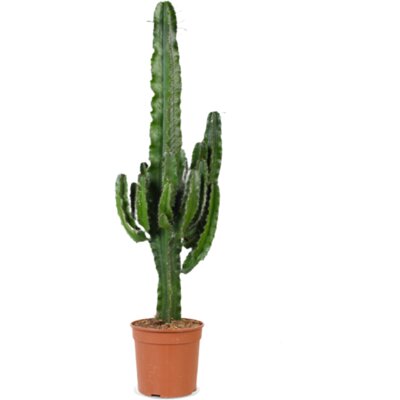 pdp-image-AH Euphorbia erytrea cowboycactus l