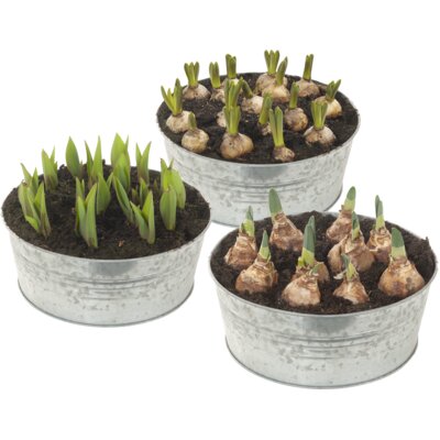 pdp-image-AH Bollen in zinken schaal