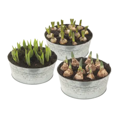 pdp-image-AH Bollen in zinken schaal