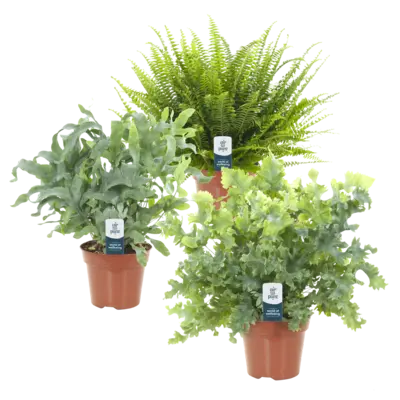 pdp-image-AH Air so pure p17