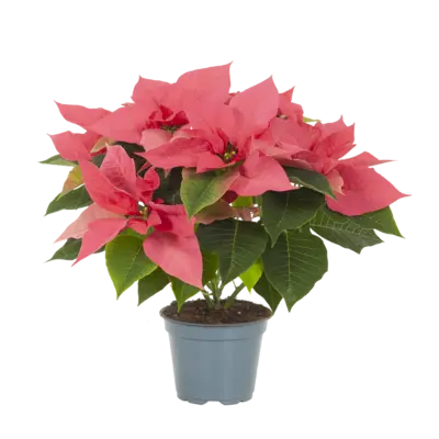 pdp-image-AH Kerstster roze/marble (p12)