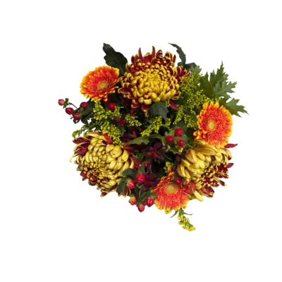 pdp-image-AH Herfstchrysant