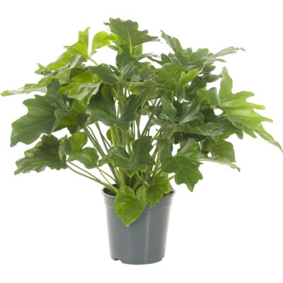 pdp-image-AH Philodendron