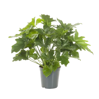 pdp-image-AH Philodendron