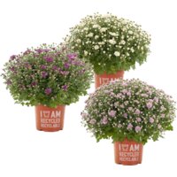 Productfoto van undefined