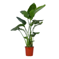 AH Strelitzia nicolai paradijsvogelplant xl