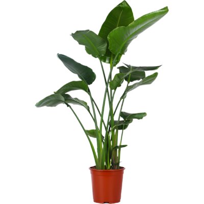 pdp-image-AH Strelitzia nicolai paradijsvogelplant xl