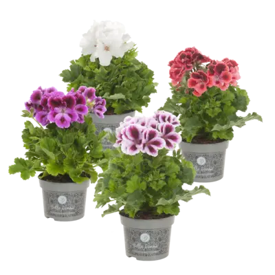 pdp-image-AH Franse geranium