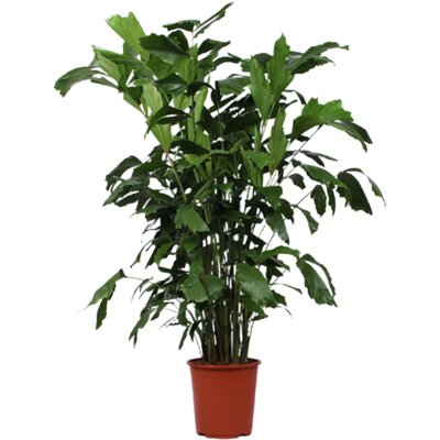 pdp-image-AH Caryota mitis vissenstaartpalm xl