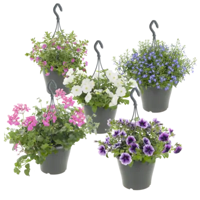 pdp-image-AH Perkplant in hangpot p27 XL