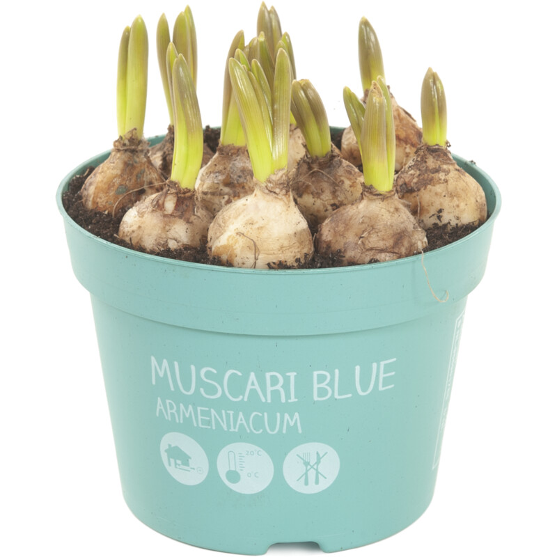 AH Blauwe druifjes p12