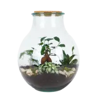 AH Terrarium boris l diy