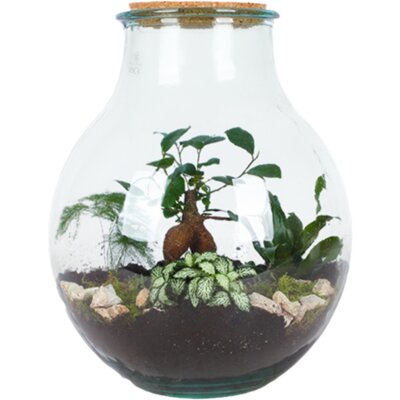 pdp-image-AH Terrarium boris l diy
