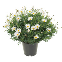Productfoto van undefined
