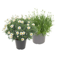 Productfoto van undefined