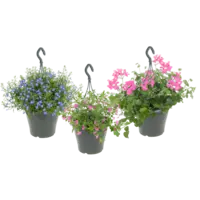 Productfoto van undefined