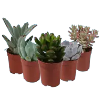 Productfoto van undefined
