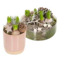 AH Hyacint in pot of glas