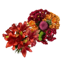 Productfoto van undefined