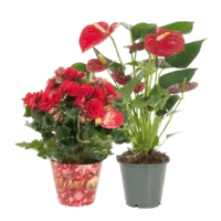 Productfoto van undefined