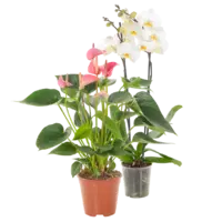 Productfoto van undefined