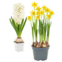 AH Hyacint of narcis