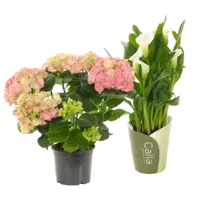 Productfoto van undefined